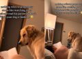 Video: Golden Retriever Joins Dad to Read a Book for Pregnant Mom