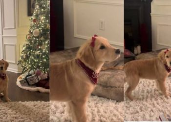 Video: This Golden Retriever Puppy With Bows Will Make Your Day