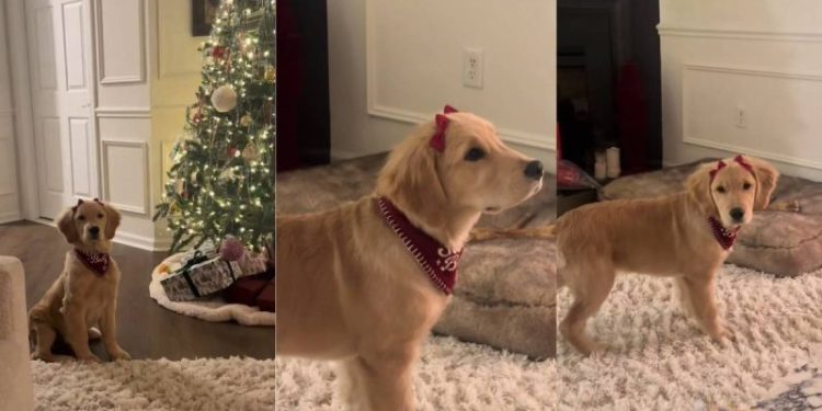 Video: This Golden Retriever Puppy With Bows Will Make Your Day